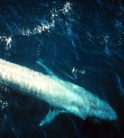 Aquatic Animals - Blue Whale. Aquatic Animals - Blue Whale.