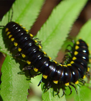 Arthropods - Harpaphe Haydeniana. Arthropods - Harpaphe Haydeniana.