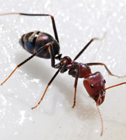 Ant. Ant.