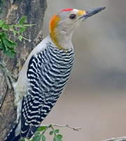 Birds - Golden-Fronted Woodpecker. Birds - Golden-Fronted Woodpecker.