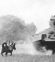 Dog bomb approaching a tank. Dog bomb approaching a tank.