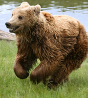 Brown bear running. Brown bear running.
