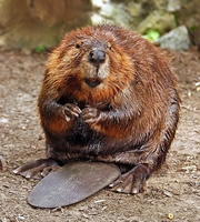 Brown Beaver. Brown Beaver.