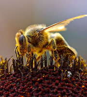 Bee collecting pollen. Bee collecting pollen.