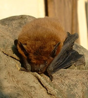 A Bat. A Bat.