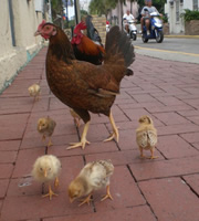 Chickens. Chickens.