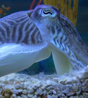 Cuttlefish. Cuttlefish.