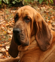 Dog - Bloodhund. Dog - Bloodhund.