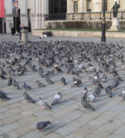 Pigeons. Pigeons.