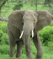 Elephant. Elephant.