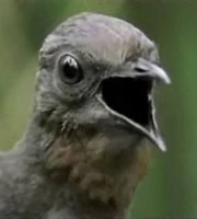 Lyrebird. Lyrebird.