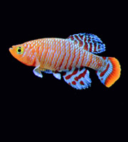 A Killifish. A Killifish.