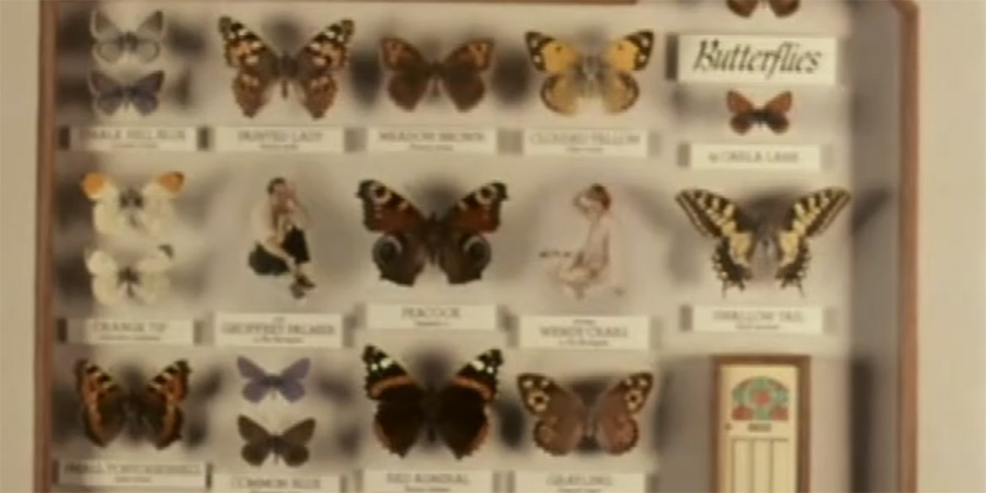 Butterflies. Copyright: BBC. Butterflies. Copyright: BBC.