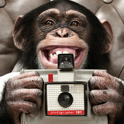 Ian Fox - Shutter Monkey - Free. Copyright: BBC. Ian Fox - Shutter Monkey - Free. Copyright: BBC.