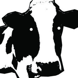 The Cow Play. The Cow Play.