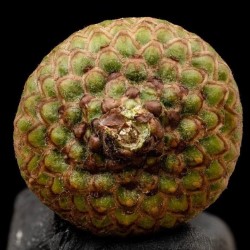 ACOrN: A Crunch or None. ACOrN: A Crunch or None.