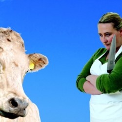 Charolais. Charolais.