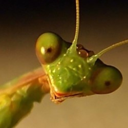 Compose Mantis: The Duo-plicity of Improv. Copyright: Hungry McBear. Compose Mantis: The Duo-plicity of Improv. Copyright: Hungry McBear.