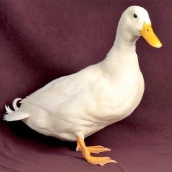 Beautiful Ducks. Beautiful Ducks.