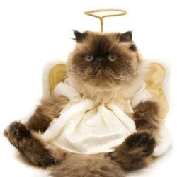 Rapture!. Rapture!.