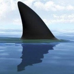 Nik Coppin: Shark. Nik Coppin. Nik Coppin: Shark. Nik Coppin.