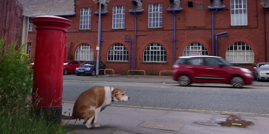 Dog going to the loo by a postbox. Dog going to the loo by a postbox.