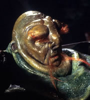 The Hitchhiker's Guide To The Galaxy. Prostetnic Vogon Jeltz (Martin Benson). Copyright: BBC. The Hitchhiker's Guide To The Galaxy. Prostetnic Vogon Jeltz (Martin Benson). Copyright: BBC.
